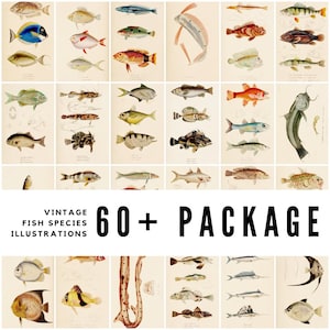 60+ Vintage Fish Species Illustrations / Ichthyology Art / High-Quality Digital Downloads