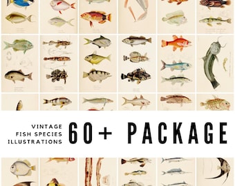 60+ vintage vissoortenillustraties / ichtyologiekunst / hoogwaardige digitale downloads