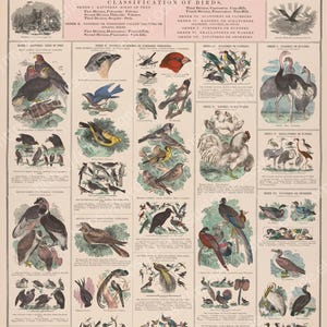 May include: A vintage educational chart titled "School and Family Charts" with detailed illustrations of various bird species. The chart includes text classifying birds by order and division, with colourful depictions of each bird.