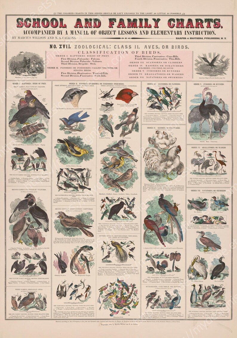 May include: A vintage educational chart titled "School and Family Charts" with detailed illustrations of various bird species. The chart includes text classifying birds by order and division, with colourful depictions of each bird.