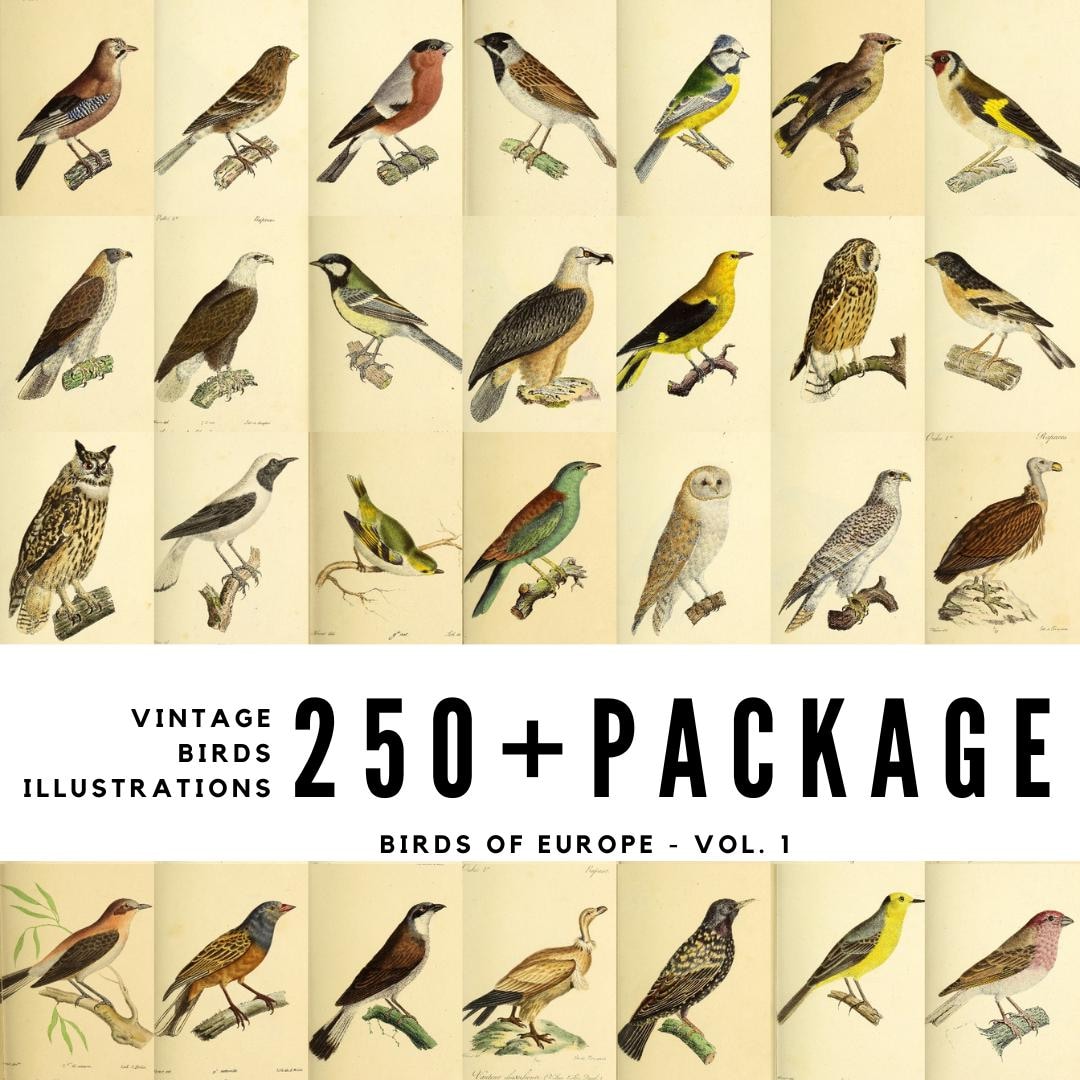 250+ Vintage European Bird Illustrations – Volume 1 Ornithology