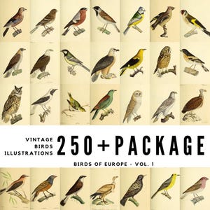Más de 250 ilustraciones vintage de aves de Europa, volumen 1 / Descargas digitales de alta calidad