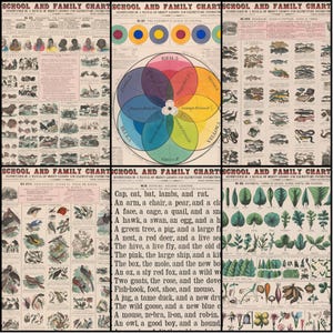 May include: A collection of vintage educational charts, including topics such as animal classification, colour theory, and botanical studies. The style is reminiscent of old school posters, with detailed illustrations and text, suitable for a classroom.