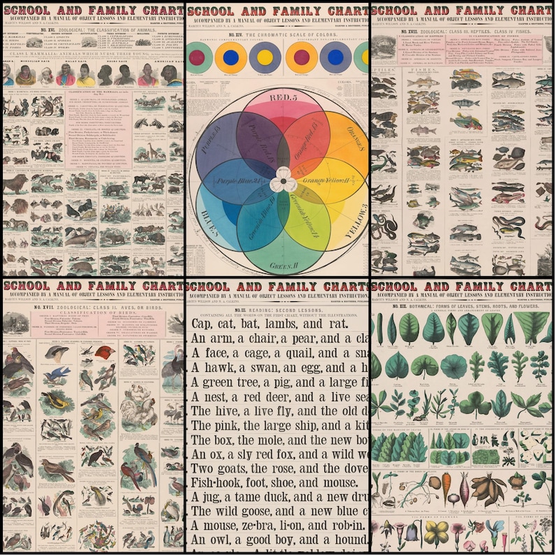 May include: A collection of vintage educational charts, including topics such as animal classification, colour theory, and botanical studies. The style is reminiscent of old school posters, with detailed illustrations and text, suitable for a classroom.