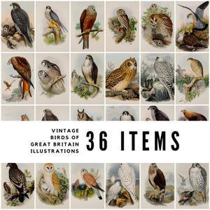 May include: A collection of 36 vintage bird illustrations from Great Britain. The images feature various birds of prey and owls in a classic, detailed style, with a focus on natural colours and botanical elements.