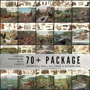 May include: A set of vintage zoological wall charts displaying diverse animals and scientific illustrations. The charts are arranged in a grid, showcasing a variety of creatures and anatomical studies. The text "70+ PACKAGE" is visible.