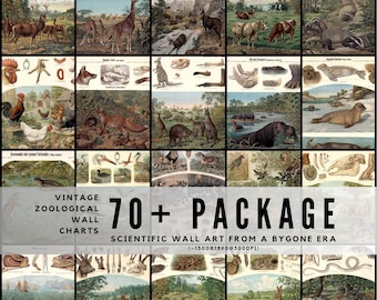 70+ Antique Zoology Prints – Old Scientific Animal Charts for Scrapbooking, Wall Art, and Natural History Projects