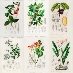 ALT TEXT: Digital collage of 40+ vintage botanical illustrations featuring flowers, leaves, and plants from 19th-century scientific artwork. Crisp high-resolution scans show intricate natural details and historic aesthetic, ideal for junk journaling, scrapbooking, wall art, and collectors of antique botanical prints, vintage garden ephemera, and floral studies.