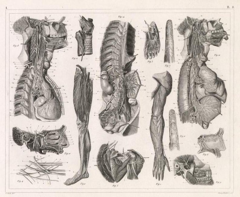 20 Vintage Anatomy Posters: Restored Medical Art Prints (digital ...