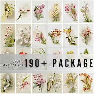 190+ Vintage Orchid Illustrations / Floral Prints / High-Quality Digital Downloads