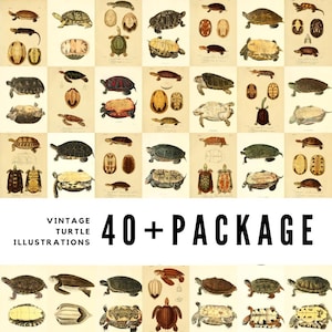 Op de afbeelding: Een collage van vintage schildpadillustraties in verschillende kleuren en poses. De afbeelding bevat gedetailleerde tekeningen van schildpadden, hun schilden en skeletstructuren. Tekst luidt "VINTAGE TURTLE ILLUSTRATIONS 40+ PACKAGE."