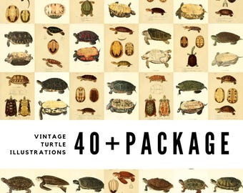 40+ Vintage Turtle Illustrations / High-Quality Digital Downloads