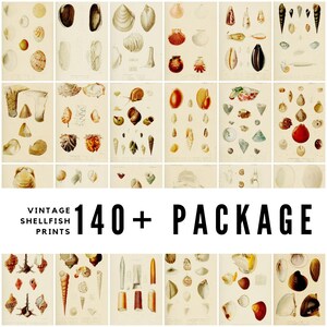 Op de afbeelding: Een verzameling vintage schelpdierprints, met verschillende illustraties van schelpen en mariene levens. De prints zijn gerangschikt in een raster, met de tekst "VINTAGE SHELLFISH PRINTS 140+ PACKAGE" prominent weergegeven.