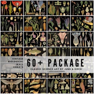 Peut inclure: Ensemble de planches murales biologiques vintage avec des illustrations détaillées de plantes, d'insectes et d'un poisson, sur fond noir. Les planches incluent le texte "60+ PACKAGE" et "CLASSIC SCIENCE ART BY JUNG & KOCH."