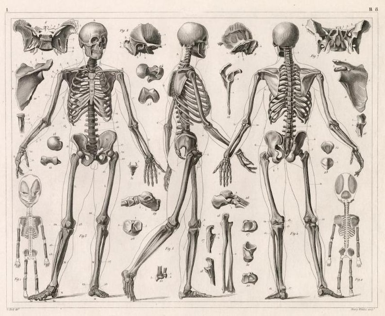 20 Vintage Anatomy Posters: Restored Medical Art Prints (digital ...