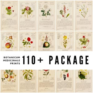 Plus de 110 illustrations vintages de Botanicum Medicinale / Art botanique / Téléchargements numériques de haute qualité