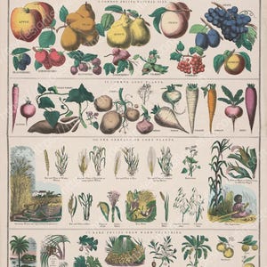 May include: A vintage botanical chart titled "School and Family Charts" with illustrations of fruits, root vegetables, cereals, and rare fruits from warm countries. The chart includes text and detailed drawings of various plant species.
