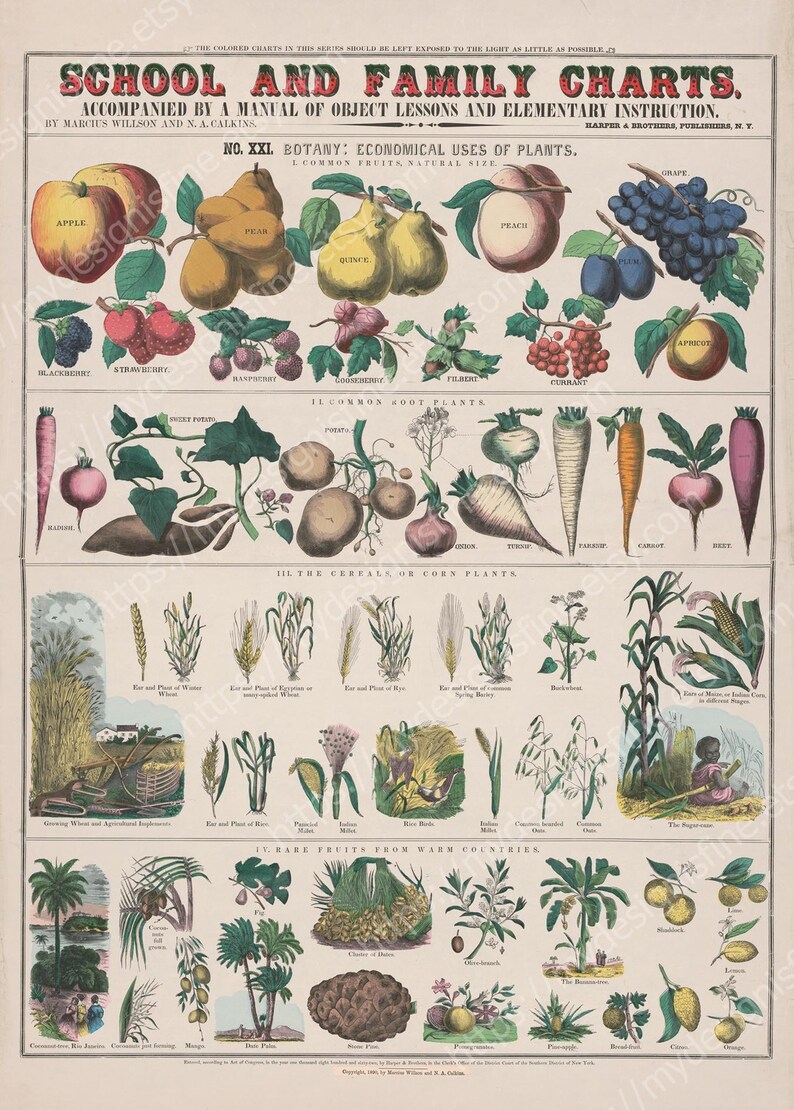 May include: A vintage botanical chart titled "School and Family Charts" with illustrations of fruits, root vegetables, cereals, and rare fruits from warm countries. The chart includes text and detailed drawings of various plant species.