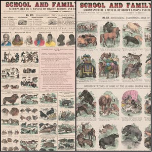 May include: Two vintage educational posters titled "School and Family" with zoological classifications and illustrations of animals. The posters feature text, drawings, and charts, with a focus on animal classification and economical uses. The color palette includes shades of brown, beige, and red.