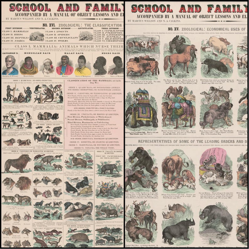 May include: Two vintage educational posters titled "School and Family" with zoological classifications and illustrations of animals. The posters feature text, drawings, and charts, with a focus on animal classification and economical uses. The color palette includes shades of brown, beige, and red.