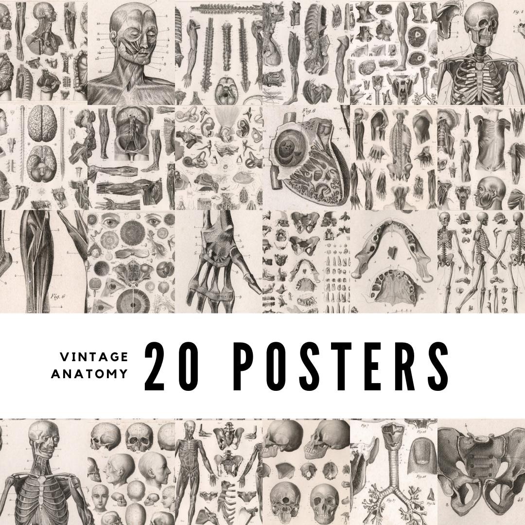 20 Vintage Anatomy Posters: Restored Medical Art Prints (digital ...