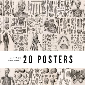 20 Vintage Anatomy Posters: Restored Medical Art Prints (Digital Download)