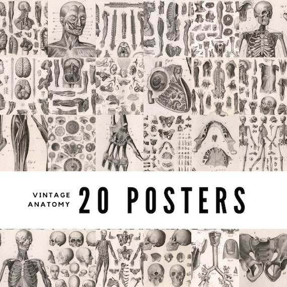 20 Vintage Anatomy Posters: Restored Medical Art Prints (Digital Download)