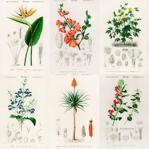 ALT TEXT: Digital collage of 40+ vintage botanical illustrations featuring flowers, leaves, and plants from 19th-century scientific artwork. Crisp high-resolution scans show intricate natural details and historic aesthetic, ideal for junk journaling, scrapbooking, wall art, and collectors of antique botanical prints, vintage garden ephemera, and floral studies.