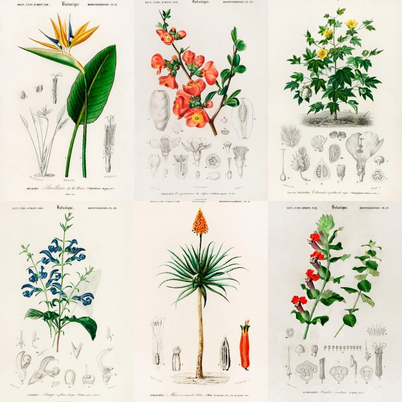 ALT TEXT: Digital collage of 40+ vintage botanical illustrations featuring flowers, leaves, and plants from 19th-century scientific artwork. Crisp high-resolution scans show intricate natural details and historic aesthetic, ideal for junk journaling, scrapbooking, wall art, and collectors of antique botanical prints, vintage garden ephemera, and floral studies.
