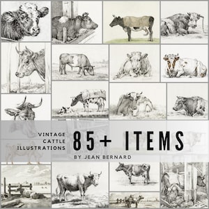 Op de afbeelding: Een verzameling vintage koeienillustraties, voornamelijk in zwart-wit, met enkele kleuraccenten. De afbeelding bevat de tekst "Vintage Cattle Illustrations" en "85+ Items" van Jean Bernard.