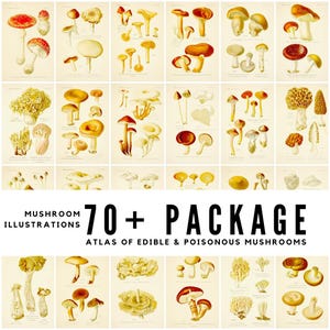 70+ Vintage Atlas of Edible & Poisonous Mushroom Illustrations / Botanical Art / High-Quality Digital Downloads