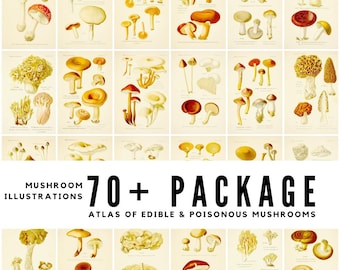 Vintage Mushroom Botanical Art Prints: 1891 Atlas (Digital Download)