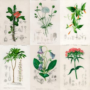 ALT TEXT: Digital collage of 40+ vintage botanical illustrations featuring flowers, leaves, and plants from 19th-century scientific artwork. Crisp high-resolution scans show intricate natural details and historic aesthetic, ideal for junk journaling, scrapbooking, wall art, and collectors of antique botanical prints, vintage garden ephemera, and floral studies.