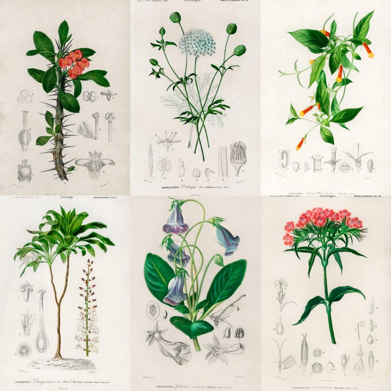 ALT TEXT: Digital collage of 40+ vintage botanical illustrations featuring flowers, leaves, and plants from 19th-century scientific artwork. Crisp high-resolution scans show intricate natural details and historic aesthetic, ideal for junk journaling, scrapbooking, wall art, and collectors of antique botanical prints, vintage garden ephemera, and floral studies.