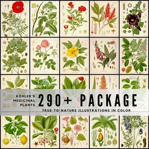 290+ vintage botanische illustraties Köhler's geneeskrachtige planten antieke medische kruidenkunst digitale downloadbundel