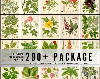 290+ Vintage Botanical Illustrations  Köhler’s Medicinal Plants  Antique Medical Herb Art  Digital Download Bundle