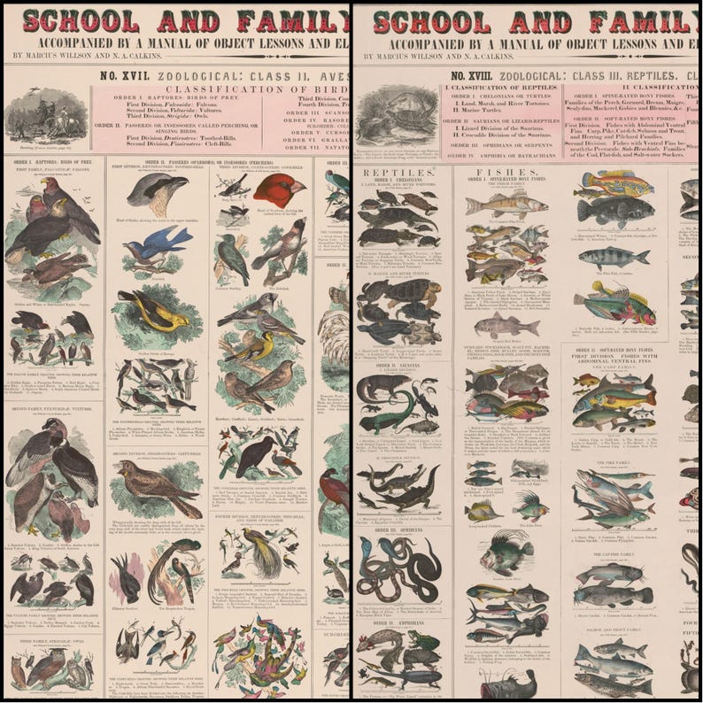 May include: A vintage educational chart titled "School and Family" featuring detailed illustrations of birds, reptiles, and fish. The chart includes text describing the classification of each animal group. The color palette is muted, with a beige background and colourful illustrations.