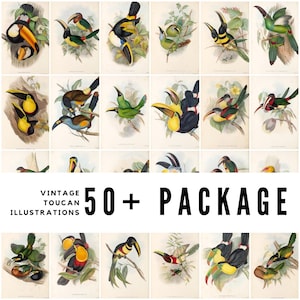 50+ Vintage Toucan Illustrations /  Ornithological Art / High-Quality Digital Downloads