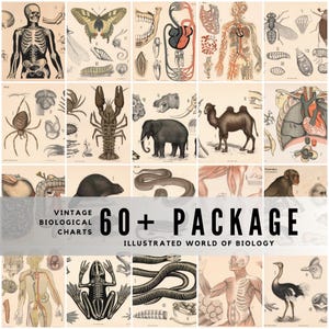 May include: A collection of over 60 vintage biological charts featuring detailed illustrations of human anatomy, various animals, insects, and internal organs on a cream-coloured background with the text 60+ PACKAGE ILLUSTRATED WORLD OF BIOLOGY.