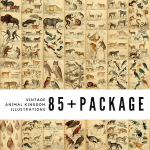 Más de 85 ilustraciones vintage del reino animal / Descargas digitales de alta calidad