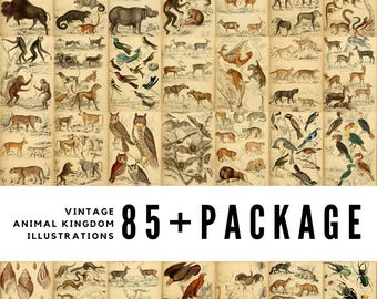May include: A vintage illustration package featuring over 85 images of various animals, including birds, mammals, and insects. The illustrations are in black and white and have a detailed, realistic style.
