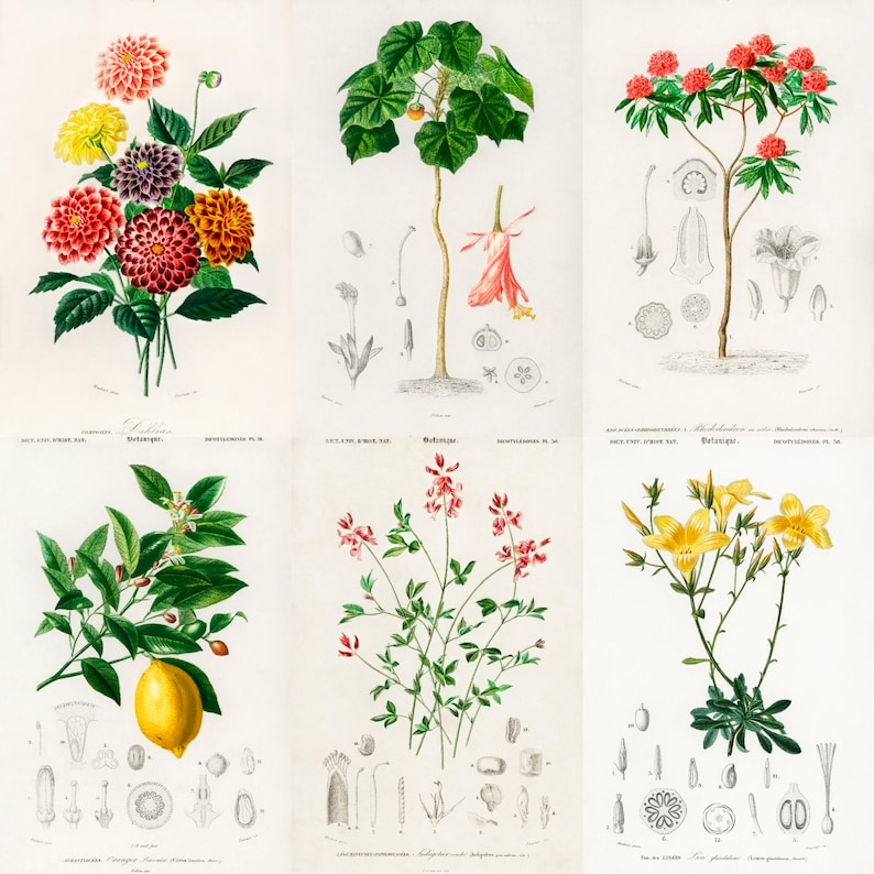 ALT TEXT: Digital collage of 40+ vintage botanical illustrations featuring flowers, leaves, and plants from 19th-century scientific artwork. Crisp high-resolution scans show intricate natural details and historic aesthetic, ideal for junk journaling, scrapbooking, wall art, and collectors of antique botanical prints, vintage garden ephemera, and floral studies.