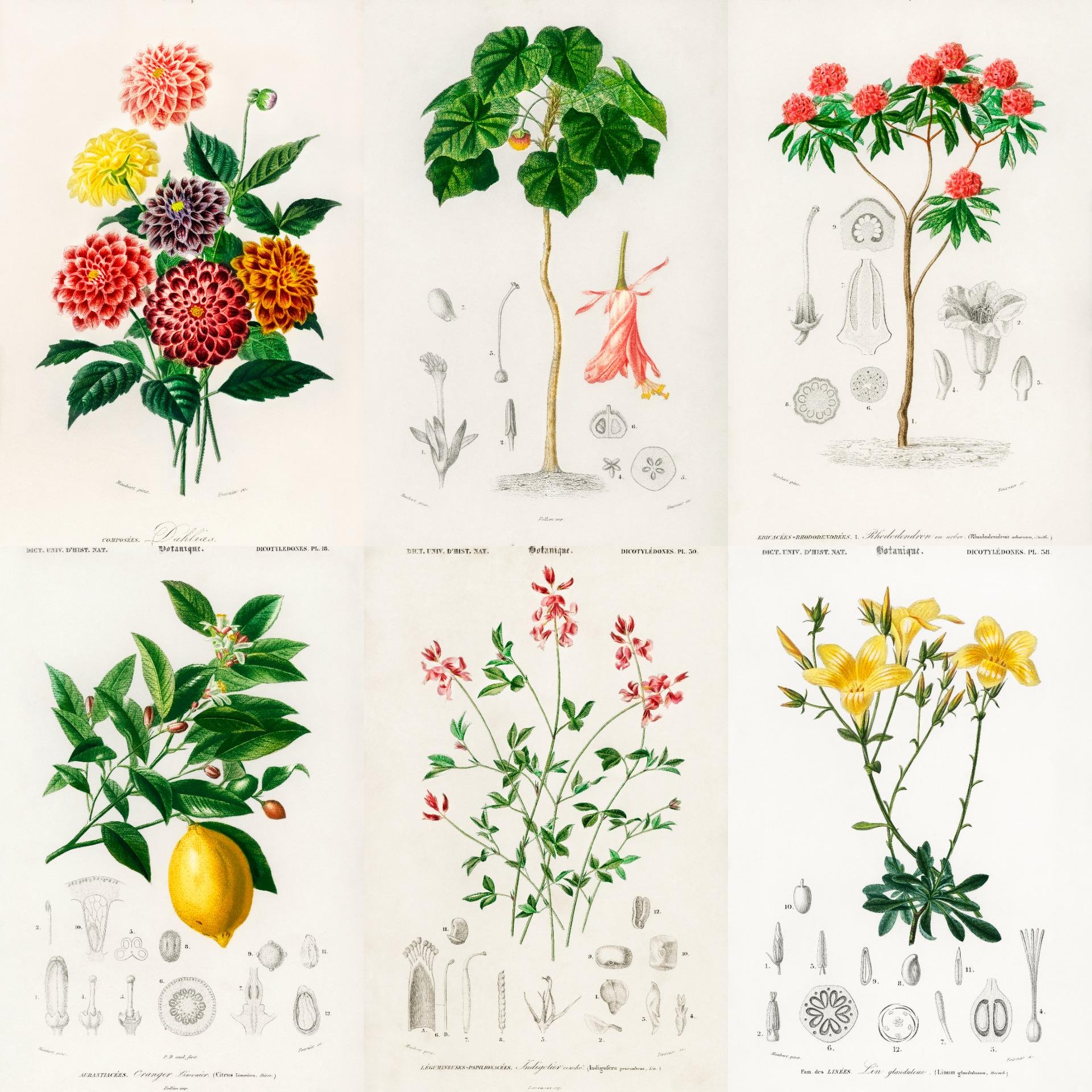 ヴィンテージ植物画：19世紀の植物図版（デジタルダウンロード