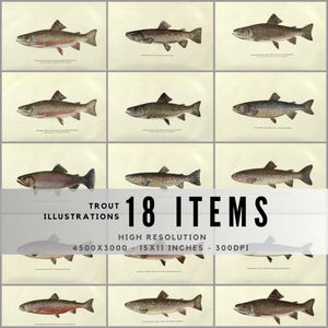 18 Vintage Trout Illustrations / Digitally Restored / High Resolution / 4500x3000@300DPI / Digital Downloads