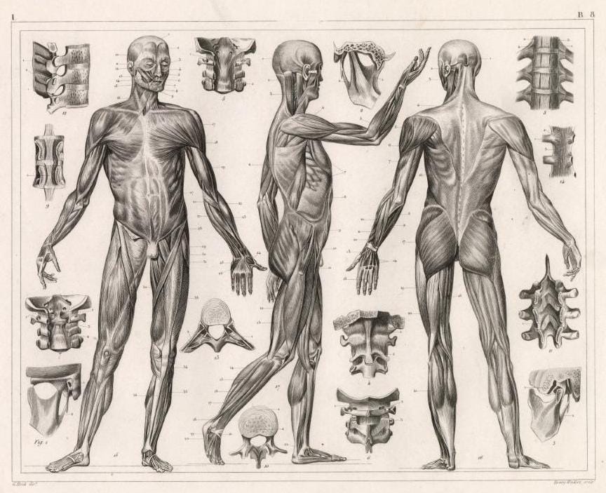 20 Vintage Anatomy Posters: Restored Medical Art Prints (digital ...
