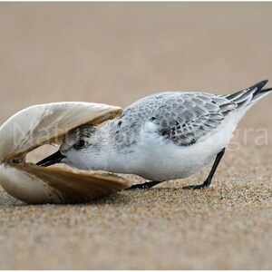 Dunlin Art Print, Beach Decor Gift, Coastal Bird Photo, Nature Lover Gift, Bird Watcher Gift