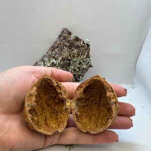 Miniature walnut shell box held in hand to show size. Ideal for tiny gifts, fairy decor, or wedding ring box with rustic woodland style.