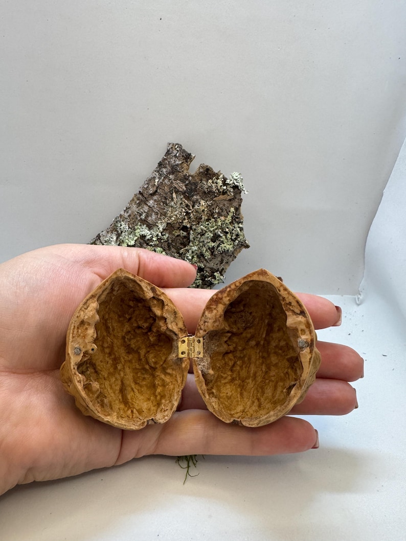 Miniature walnut shell box held in hand to show size. Ideal for tiny gifts, fairy decor, or wedding ring box with rustic woodland style.