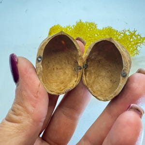 Op de afbeelding: Een opengeklapte walnootschil, die de binnenkant laat zien. De schil wordt tussen twee handen gehouden, met gele decoratieve mos in de achtergrond. De schil heeft een natuurlijke bruine kleur.