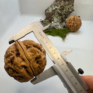 Closed walnut shell box with natural texture and smooth surface. Unique eco-friendly miniature keepsake box for secret messages or rings.